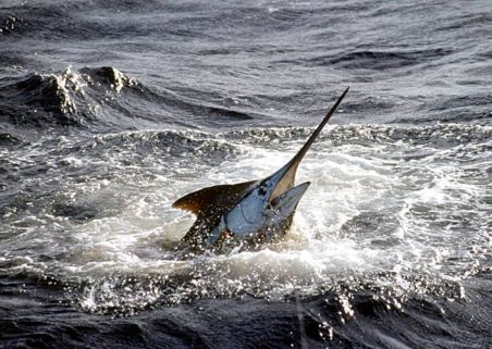 Photo 4 de Réunion Fishing Club