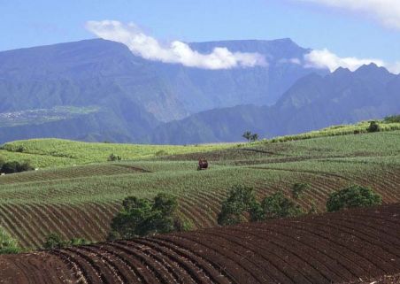 Photo 7 de APPR (Association Produits Pays Réunion)